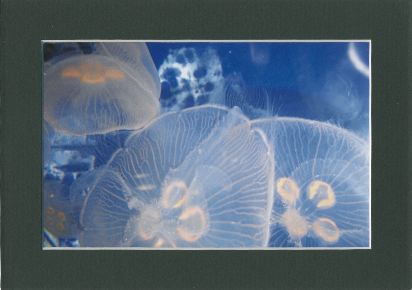 Blue Jellyfish - RoArt