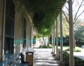 Fern Walkway