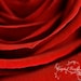 Red Rose Flower Valentines Day Fine Art Photography Home Decor Large Print Nature Macro Abstract Crimson Red Custom Size