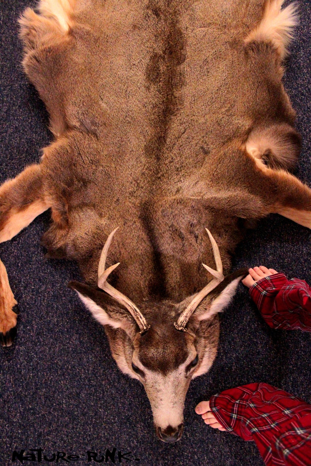RESERVED - Full Pelt Genuine Mule Deer Headdress with Mounted Head