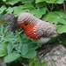 Amigurumi bird - ROBIN - crochet pattern PDF