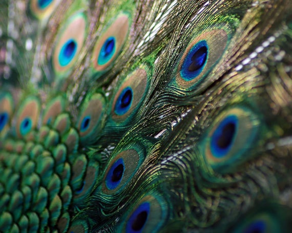 Peacock Feathers Blue and Green Glimmer 8X10 - Tail Away