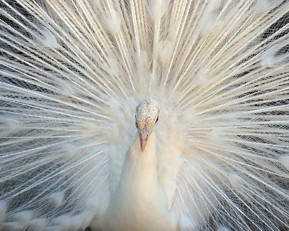 White Peacock - Albino Bird Feathers, Cream, Pale, Male Mr. Mystery 8X10 Photograph