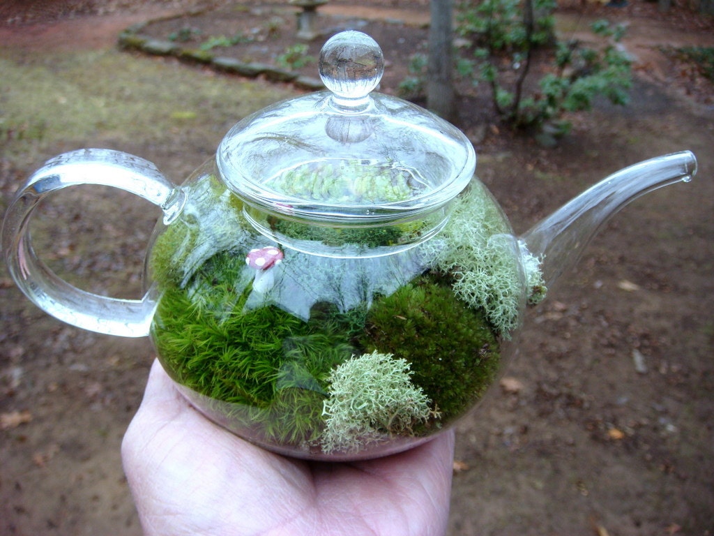 TEA Pot Terrarium, Glass, Mushroom, Lichen and Moss Terrarium. Great for HOME or OFFICE. Nice Unusual Gift. Terrariums by mossterrariums