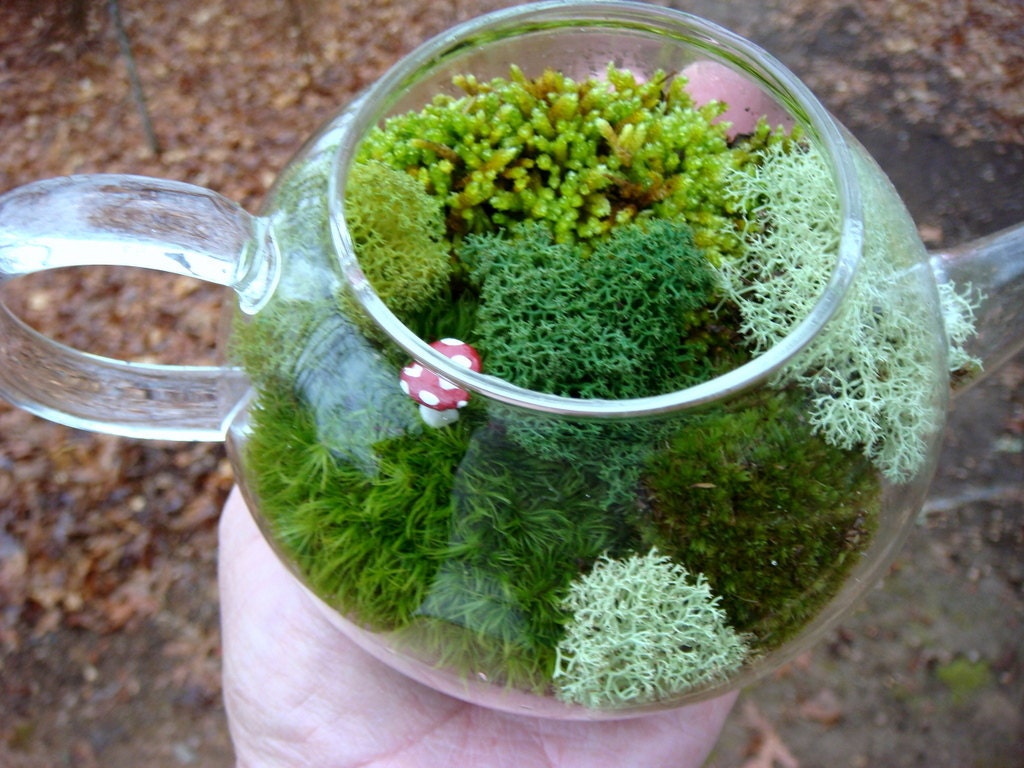 TEA Pot Terrarium, Glass, Mushroom, Lichen and Moss Terrarium. Great for HOME or OFFICE. Nice Unusual Gift. Terrariums by mossterrariums