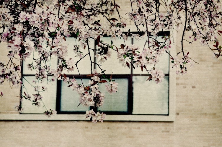 Spring Blossoms - 5x7 fine art print