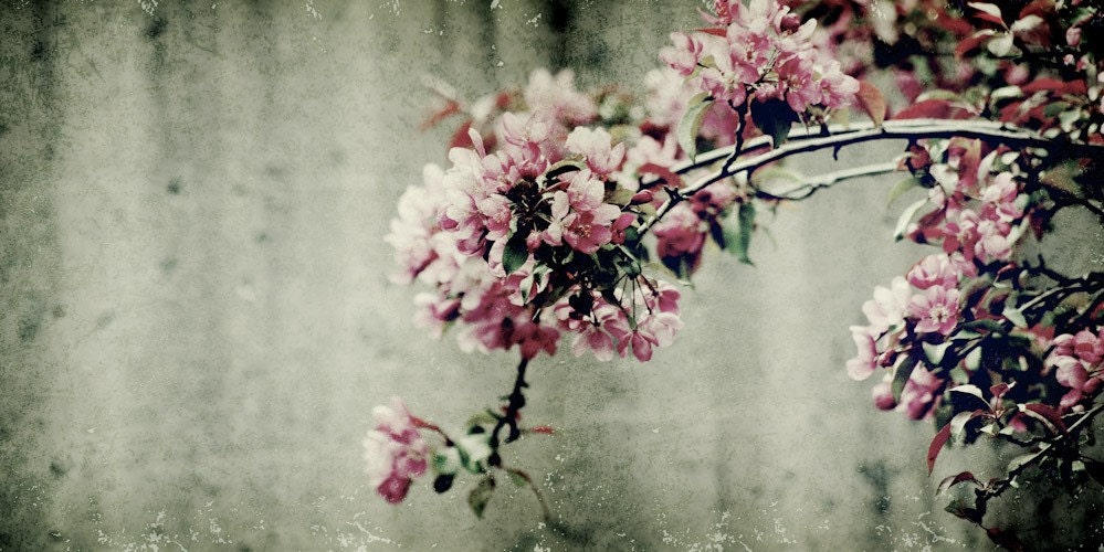 Spring Blossom V