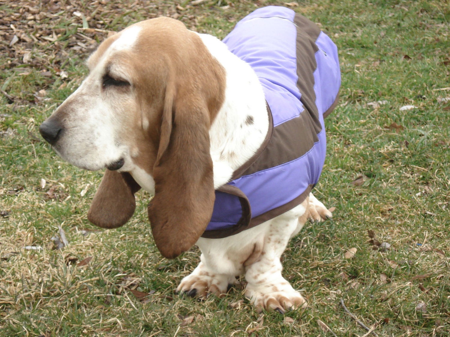 Corgi Raincoat