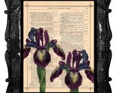 Upcycled Dictionary Page Upcycled Book Art Upcycled Art Print Upcycled Book Print Vintage Art Print Peek A Boo Elephant and Iris