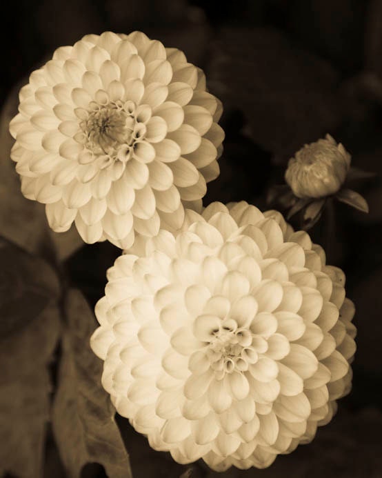 Flower Photography - An Original Signed 8 x 10 sepia toned black and white photograph Triple Dahlia