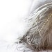 Grey Straw Hat The Great Gatsby Inspired 1920's Gray Silver Summer Races Swarovski Rhinestones Weddings Ostrich Feather Racing Wear Women