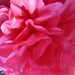 10 Poms --- Beautiful Pinks ---VALENTINES DECORATIONS --- SALE