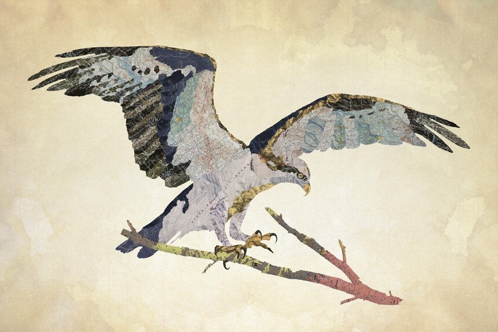 Osprey