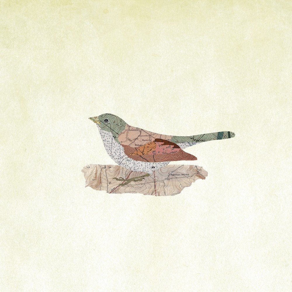 Junco Cinerus