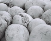 Coconuts- Photograph