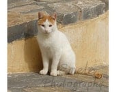 Greek Cat Print 5x5 - EmelePhotography