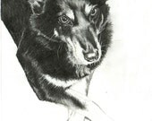 Hand Drawn Portrait in Graphite - 8x10