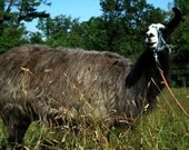 Dark Charcoal Llama Roving  2oz.