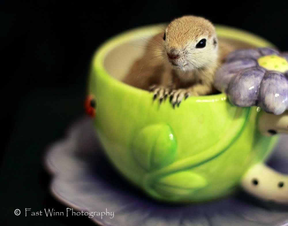 Lemon or Cream - A Fine Art Photograph - baby round tail squirrel