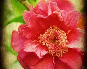 Camelia - 8x10 Fine Art Print