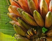 Tropical Banana Tree - 8x10 Fine Art Print - Wailuku, Maui, Hawaii