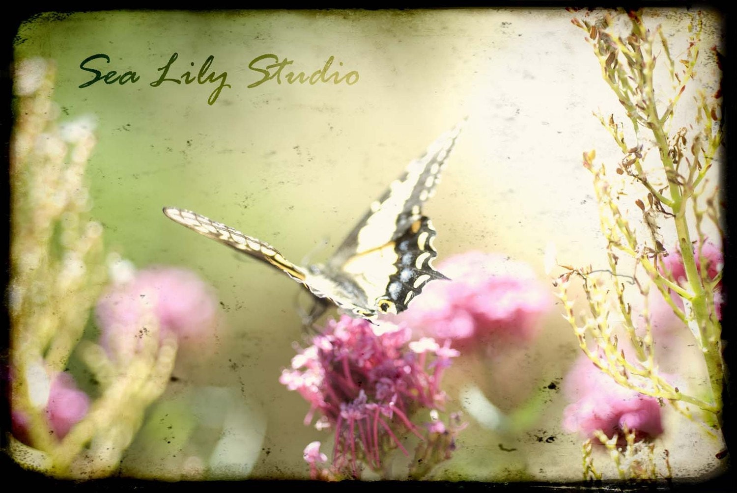 Madame Butterfly - 8x12 Fine Art Print