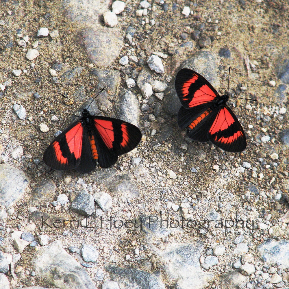 Nature Photography Peru Travel Butterfly, 8X8 - KLHoey