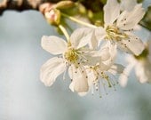 cherry blossom photography, 12x18 nature photography print, flower, spring, white, cream, blue, pastel, twigg, gift for her