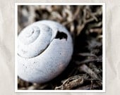 white shell photography, 5x5 nature photography, snail, autumn garden, gray, brown, blue, white, natural history, wall decor