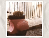 kitten on Vespa seat, Paris landscape photography, 5x5 print, cat, scooter, pink, blush, rose, sepia, urban life, home decor
