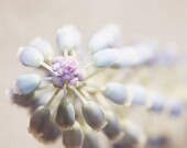 Grape Hyacinth photography, 8x8 nature photography print, square, flower, close-up, pastel, lavender blush, dusty purple, dusk, gift for her