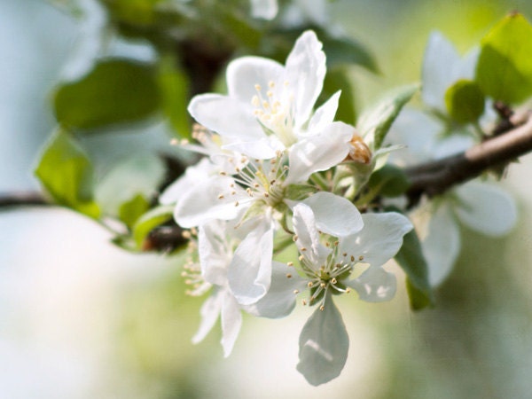 nature photography, apple tree flowers photography, 12x16 print, spring, cream, mint, green, pastel, home decor, gift for her