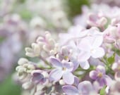 lilacs blooming photography, 11x14 nature photography print, flower, lilac, lavender blush, pink, green, mint, white, wall decor