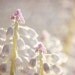 springtime flowers photography, 8x8 nature photography print, flower, pastel, pink, lavender blush, dusty purple, bokeh, spring wall decor