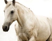 White Horse Photo, White Beauty, 8x10 print, Fine Art Equestrian Photography - ApplesAndOats