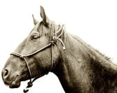Modern Horse Photography, Horse and Halter Portrait, 8x10 sepia photograph