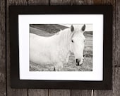 White Horse Art, Black and White Horse Photograph, Size 8x12, Animal Print