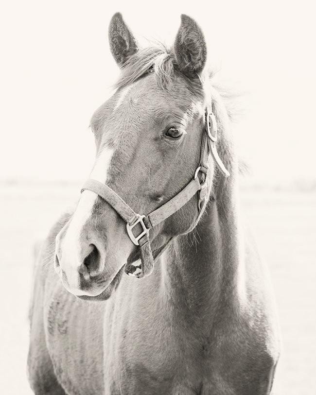 Black and White Animal Photograph, Farm Art, Country Art, Western Photography, Vertical Horse