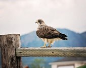 Mountain Hawk Bird Photograph, Rugged Art, Western Photography, 8x10