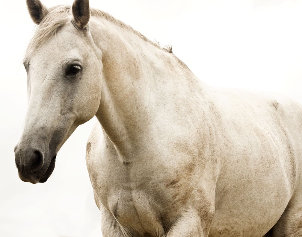 White Horse Photo, Monochromatic Photography, White Beauty, 8x10 print, Fine Art Equestrian Photography
