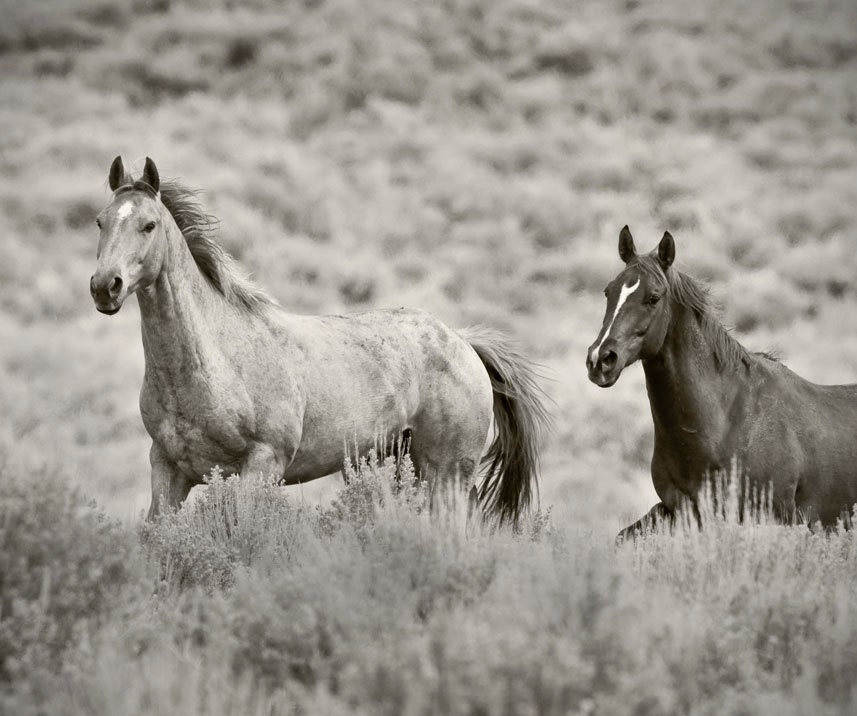 Black and white photograph, FOLLOW ME, 8x10 fine art, Affordable Photography