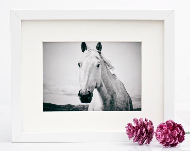 Black and White Horse Photography, 8x12 or 8x10, quiet moment nature photograph