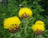 Armenian Basketflower Perennial Flower Seeds