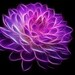 Fractal - Fractal Art - Fractal Dahlias - Fine Art Set of (5) 8x10" Prints - Flower Photography - Home Decor -