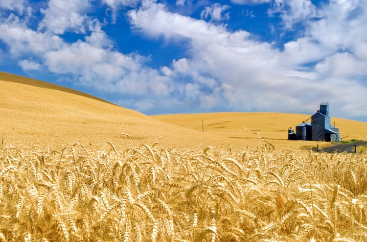 Country photography - Farm Photography - Photo Art - 12X18 -  Prints - The Palouse - Eastern Washington