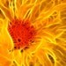Fractal - Fractal Art - Fractal Dahlias - Fine Art Set of (5) 8x10" Prints - Flower Photography - Home Decor -