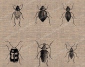 Large Insects Digital Download for Image Transfers Pillows Shabby Chic Burlap Altered Art Collage  - Printable Image No.225
