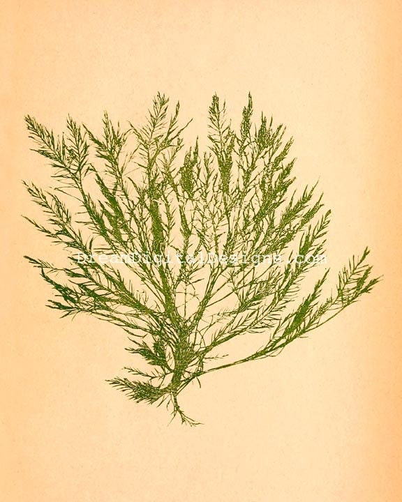 Sea Life 8x10 Print Vintage Illustration Beach House Decor - Ocean Coastal Art Print No.P246