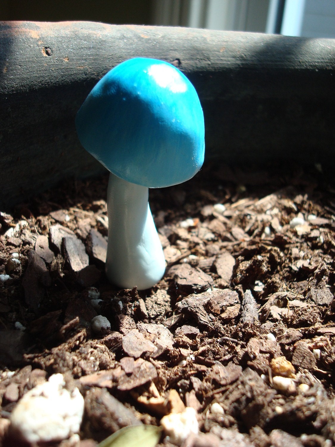 Tall Blue Mushroom: Potted plants and Terrariums