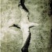 Albatross